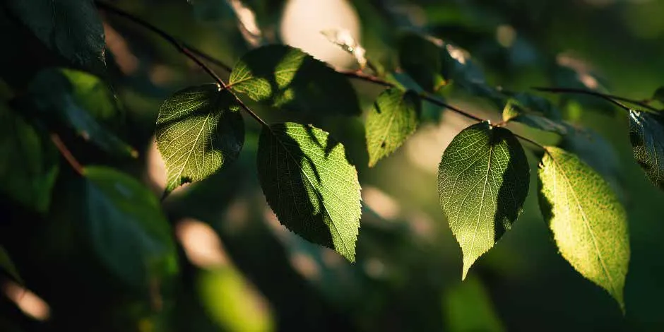 Foglie al sole in una strada verde e silenziosa di Albaro